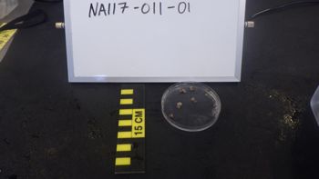 Media type: image;   Invertebrate Zoology 153105 Description: live specimen;